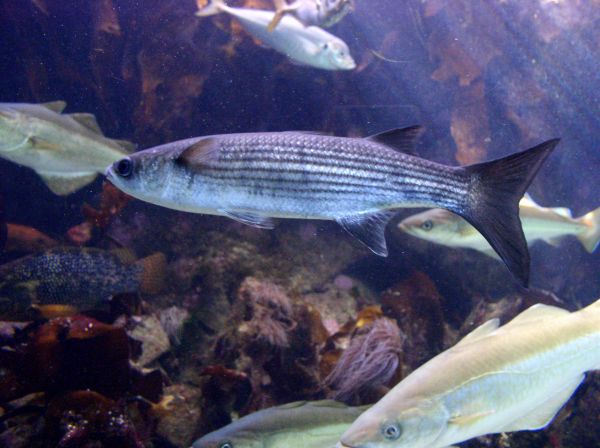 Mulet lippu  Chelon labrosus